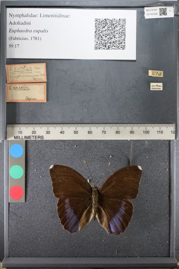 Media type: image;   Entomology 142568